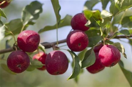 NEW ENGLAND EXPECTS AMPLE APPLES AFTER DISMAL 2012