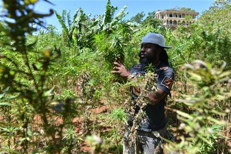 IN JAMAICA, A TWIST ON WINE TOURS FOR POT LOVERS