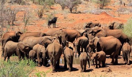 AP PHOTOS: SAfrica rangers train to fight poaching