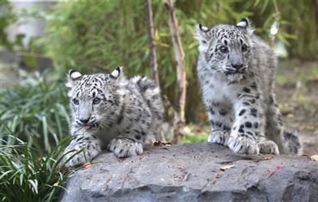 Twin snow leopard cubs make debut in Central Park