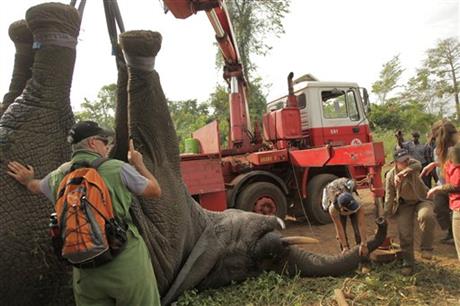 IVORY COAST PILOTS NOVEL ELEPHANT RESCUE