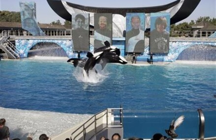 SeaWorld acknowledges planting worker in animal rights group