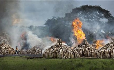 Kenya burns huge pile of ivory tusks to protest poaching