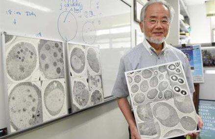 Japan’s Ohsumi wins Nobel for studies of cell ‘self-eating’